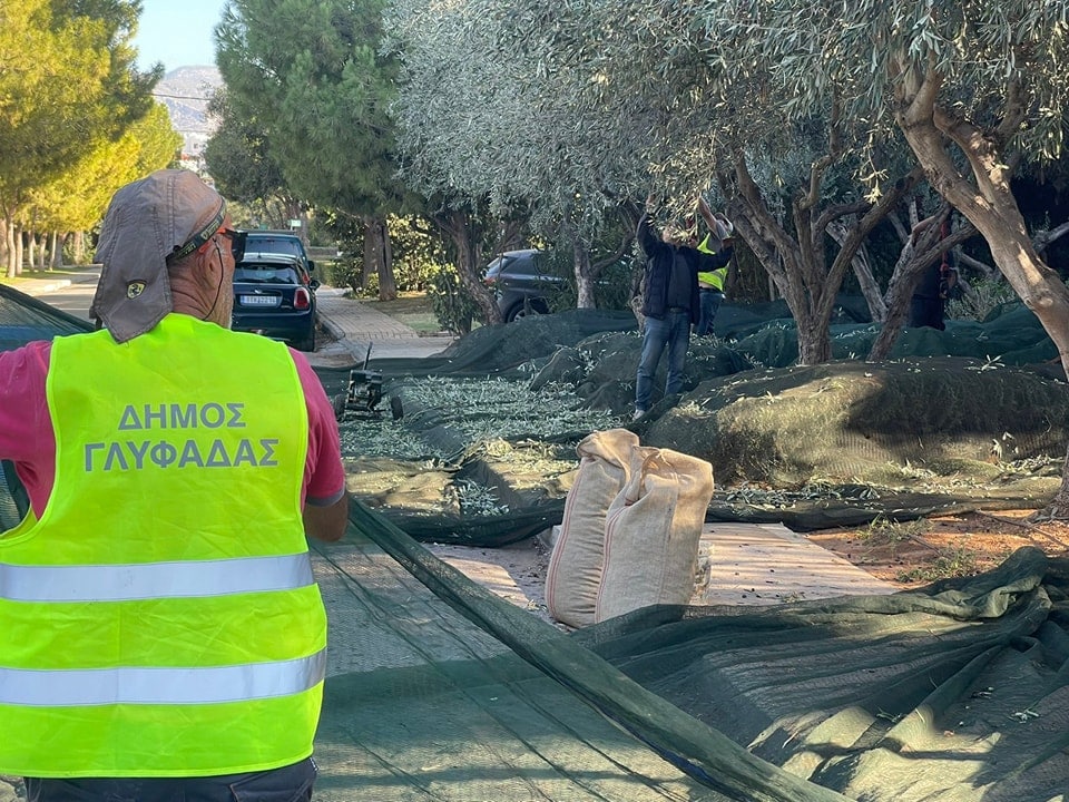 Στη Γλυφάδα η συγκομιδή των ελιών έγινε «θεσμός»