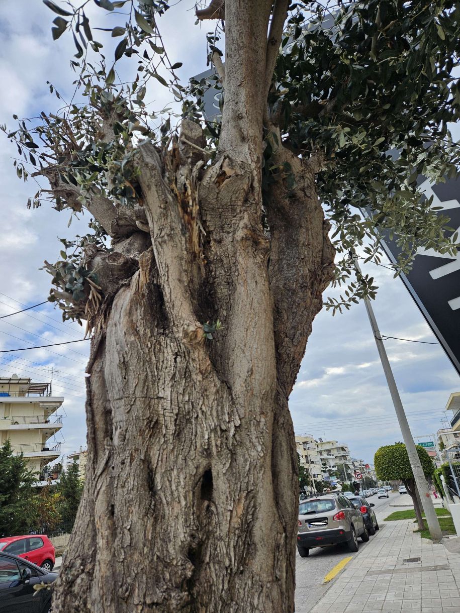 Γλυφάδα σήμερα! Η σοφή ελιά και το μυστικό της… αρχαίας ΣΟΦΙΑΣ