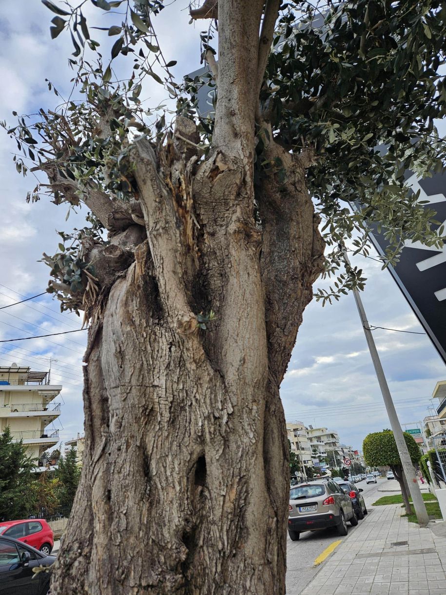 Γλυφάδα τώρα: Οι άνθρωποι γεμίζουν ρυτίδες μεγαλώνοντας και τα δέντρα…