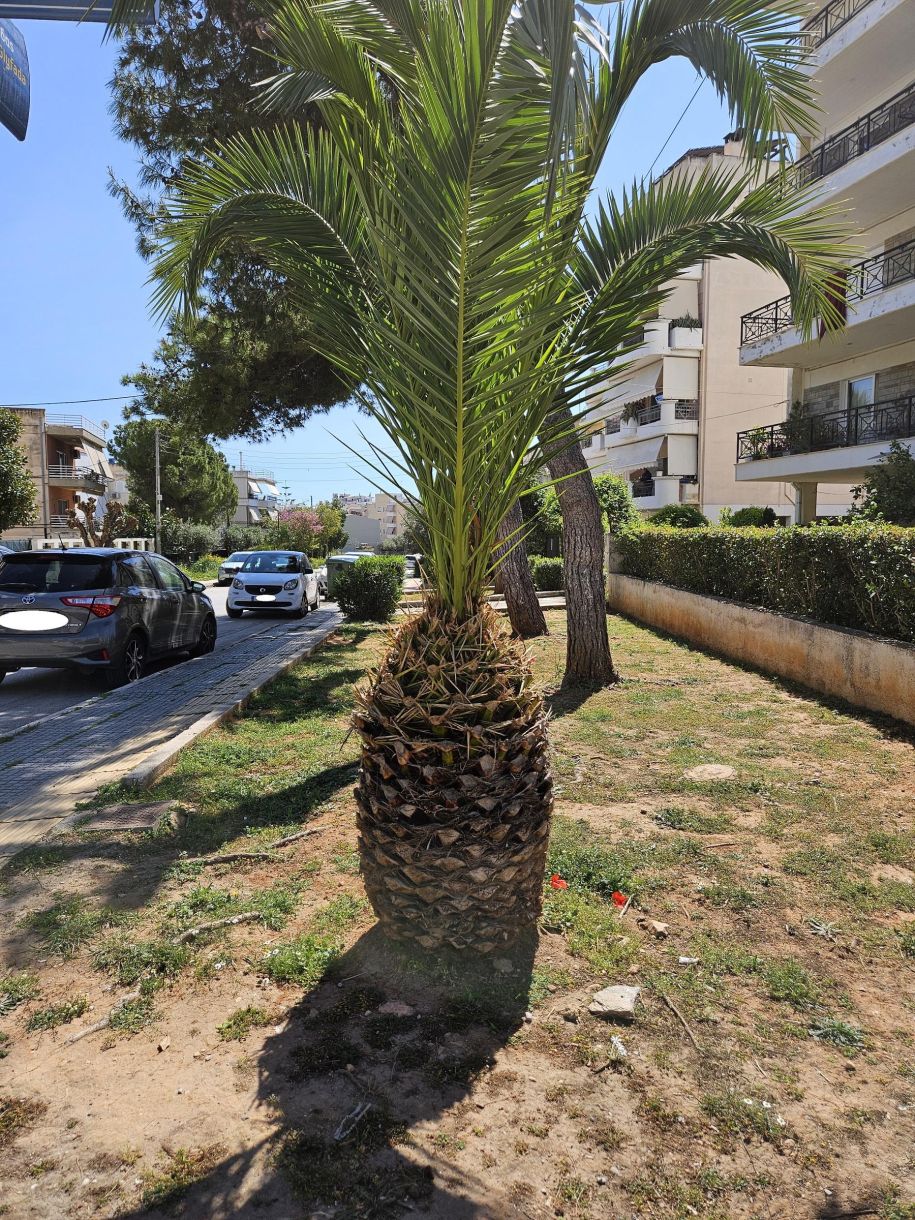 Γλυφάδα σήμερα! Οι φοίνικες ωραίοι αλλά άσχετοι με το σκηνικό