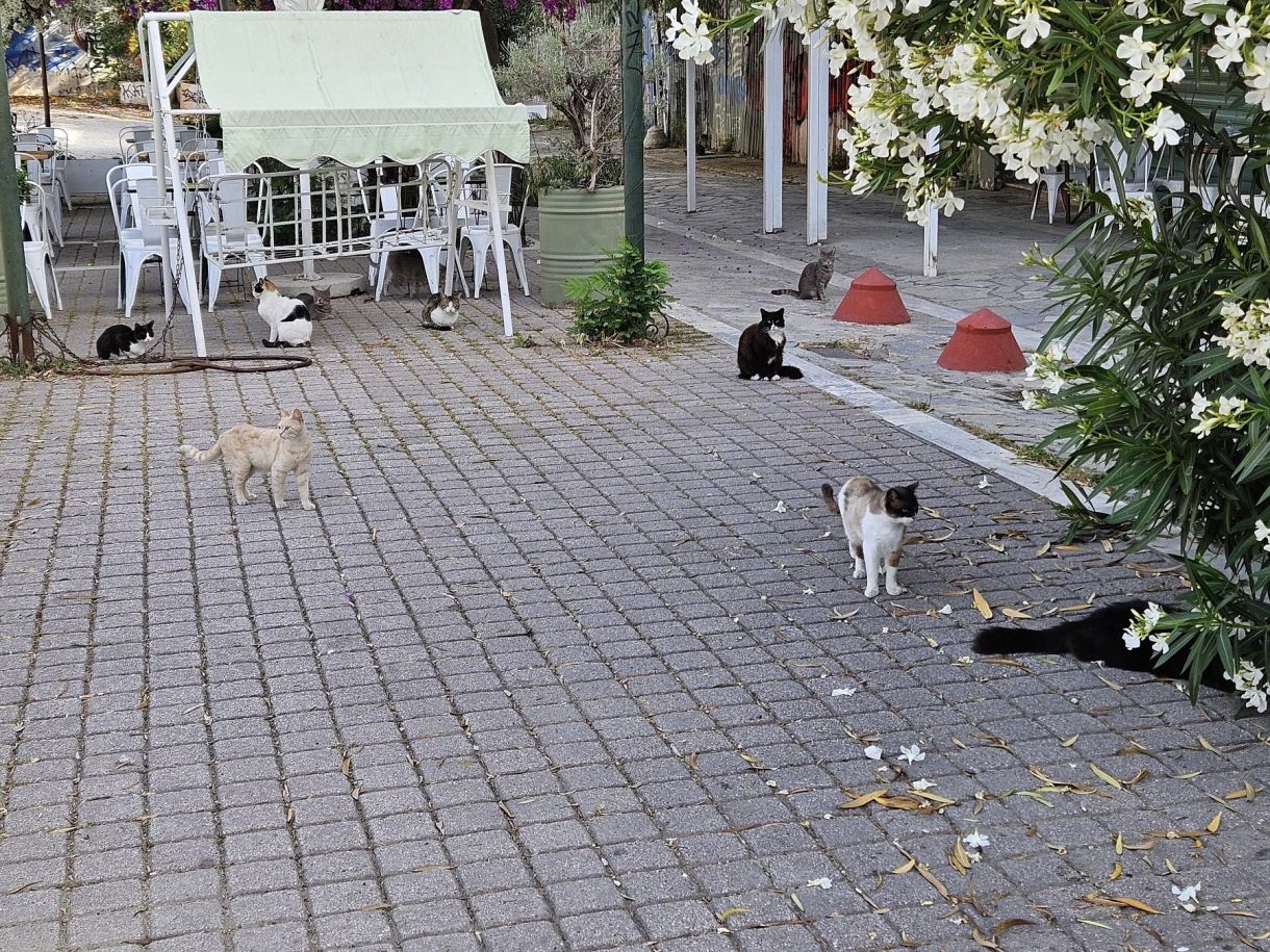 Αθήνα αδέσποτες γάτες! Μια διμοιρία από χαρούμενες, γαλήνιες, ευτυχισμένες