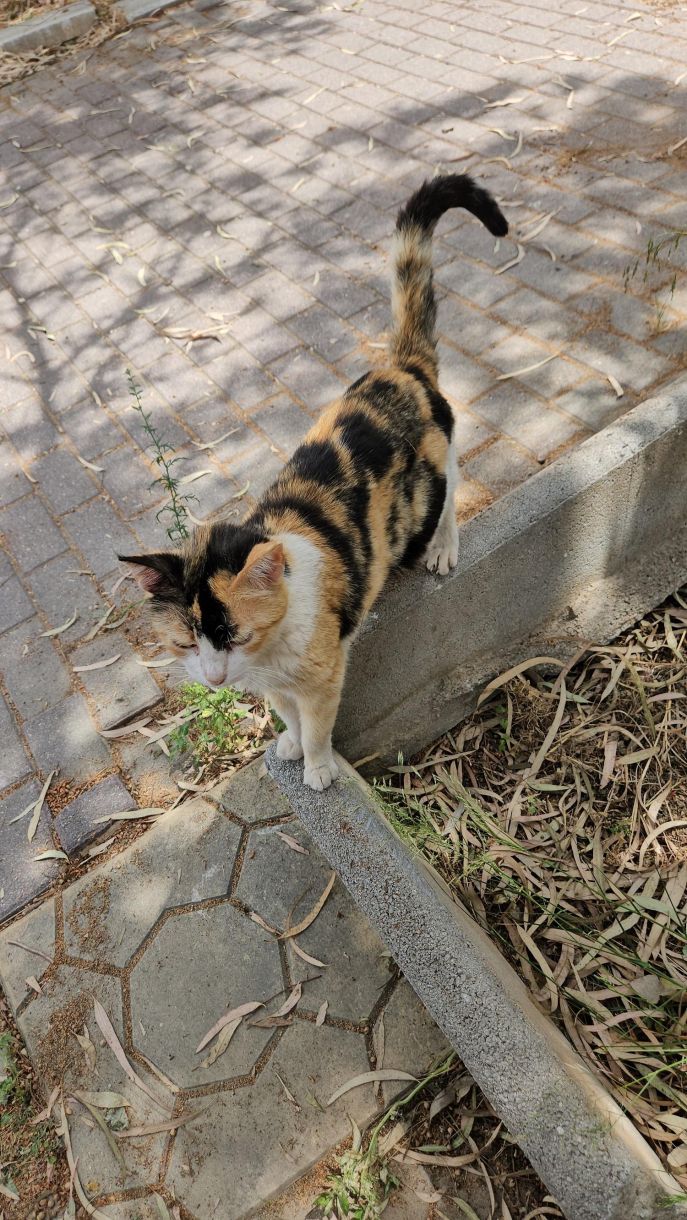 Βίντεο! Γλυφάδα αδέσποτα γάτες! Είναι μια ψιψίνα που…μασάει…ΤΣΙΧΛΑ