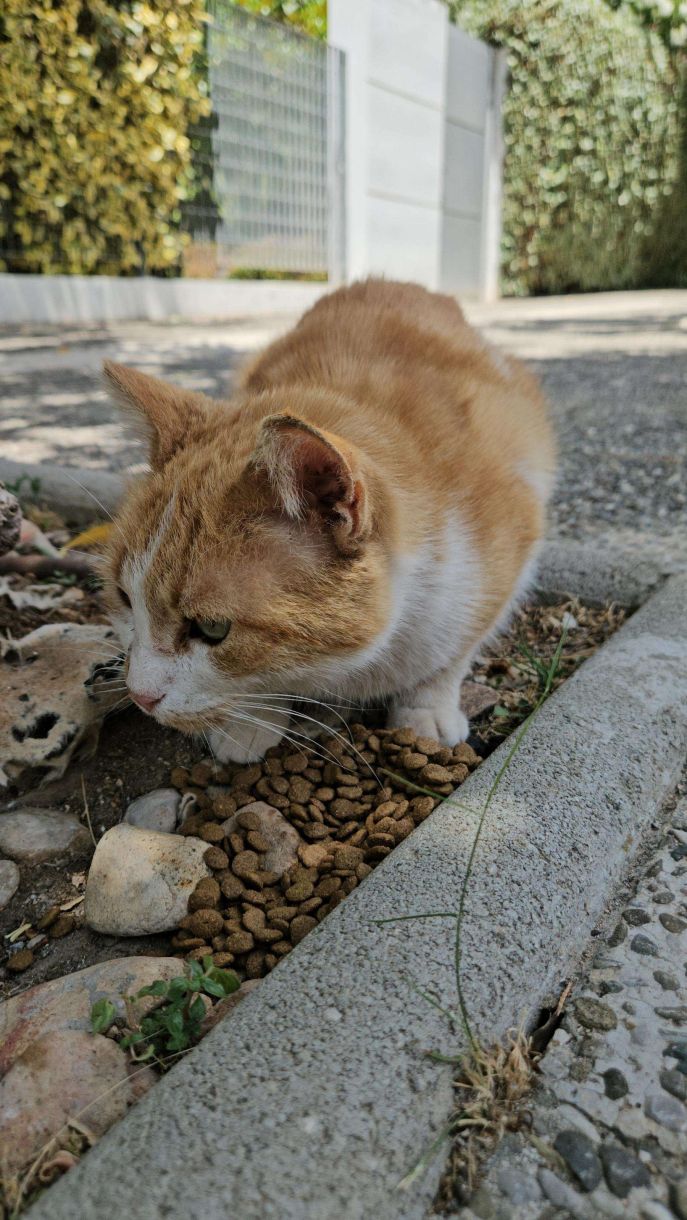 Γλυφάδα αδέσποτες γάτες Το σημερινό συσσίτιο και η διάθεση για ψιλή κουβέντα