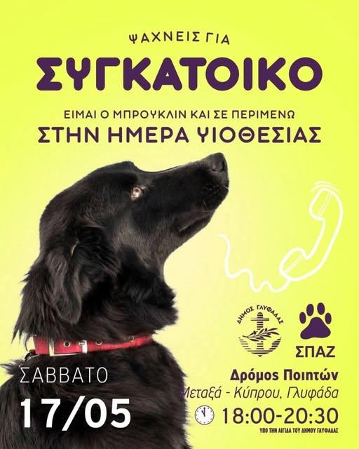 Ραντεβού υιοθεσίας σκύλων το Σάββατο στη Γλυφάδα