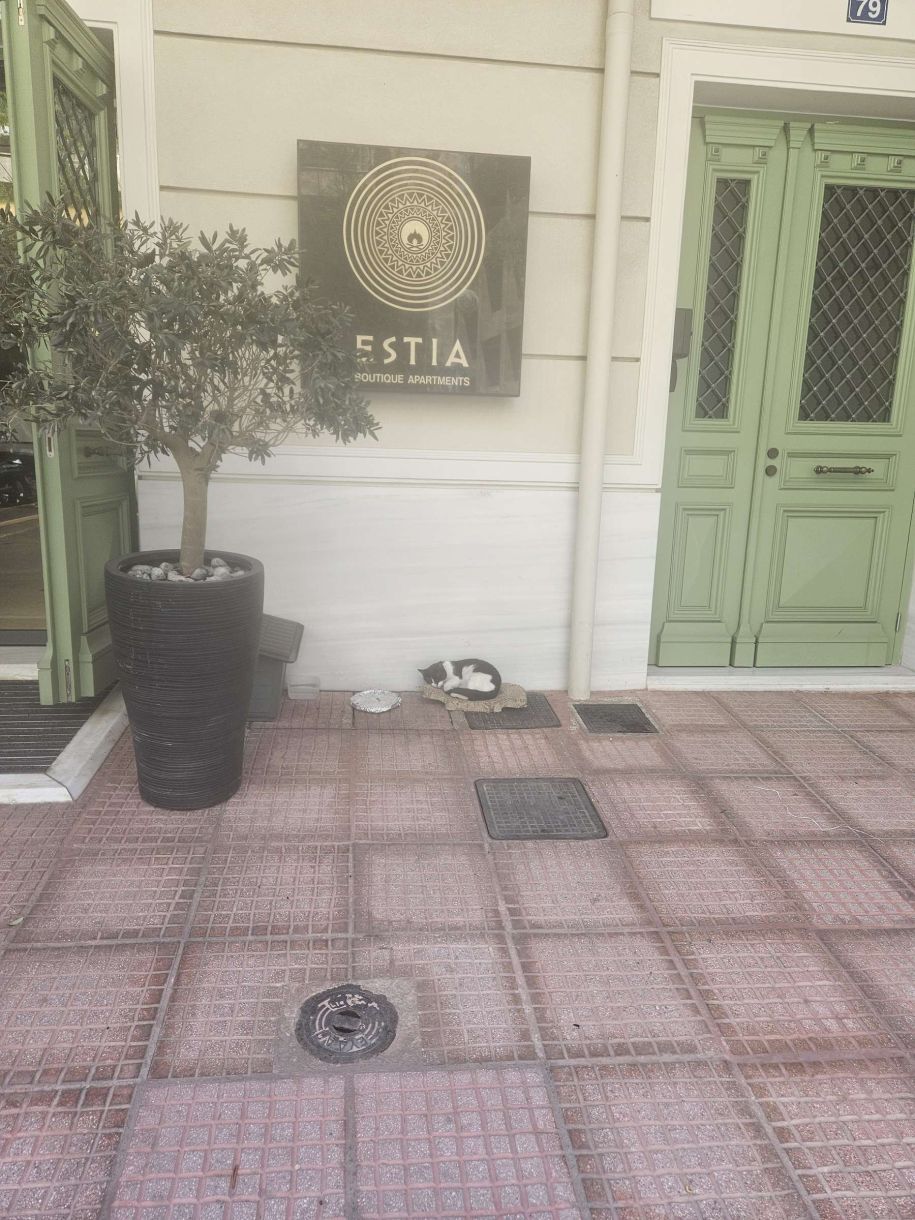 Γάτες αδέσποτα 4
