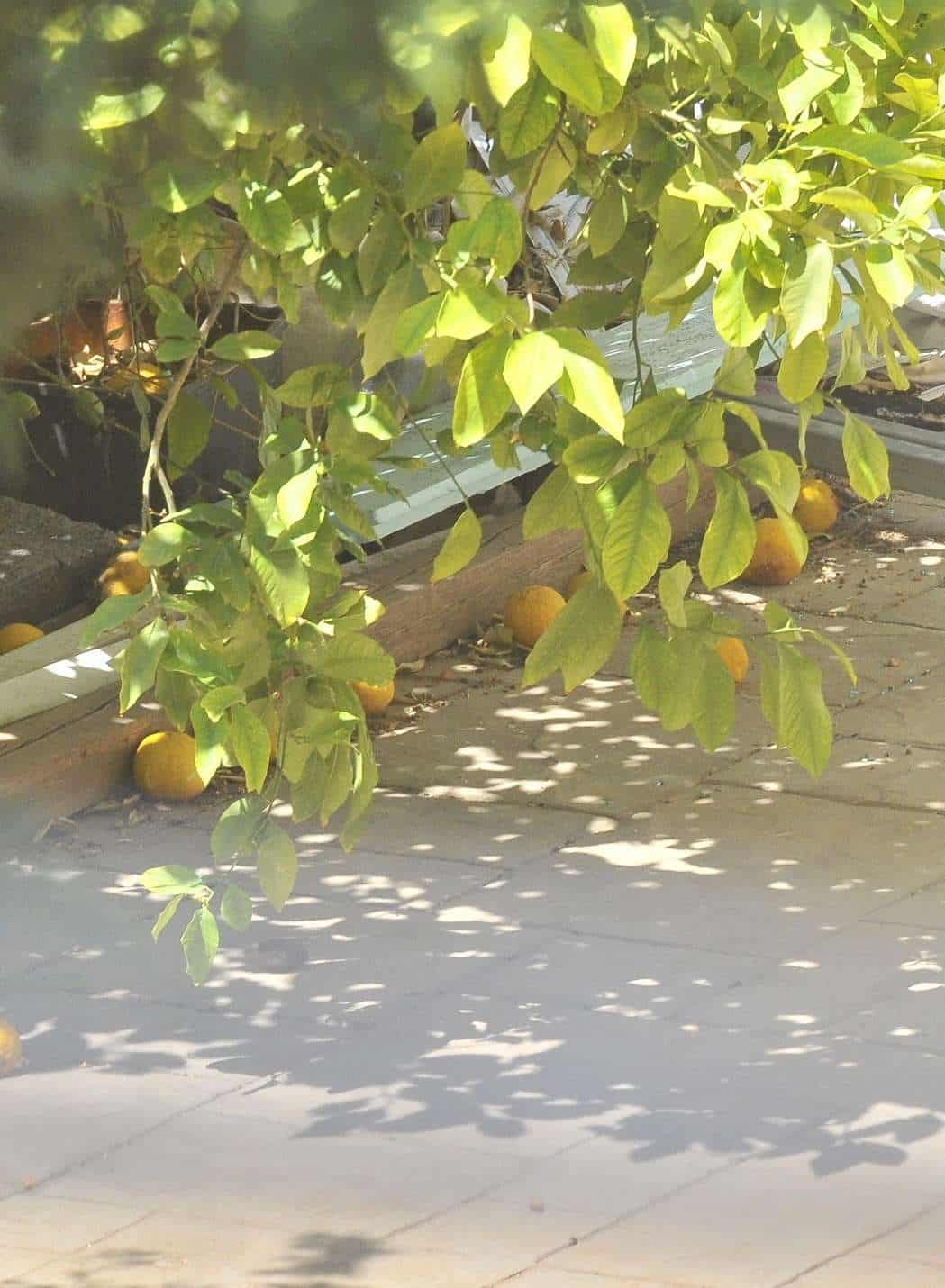 Λεμόνια Όλοι μαζί πόση τρέλα μας πουλάνε Εισάγουν από.Βραζιλία δήθεν γιατί δεν είναι η εποχή τους