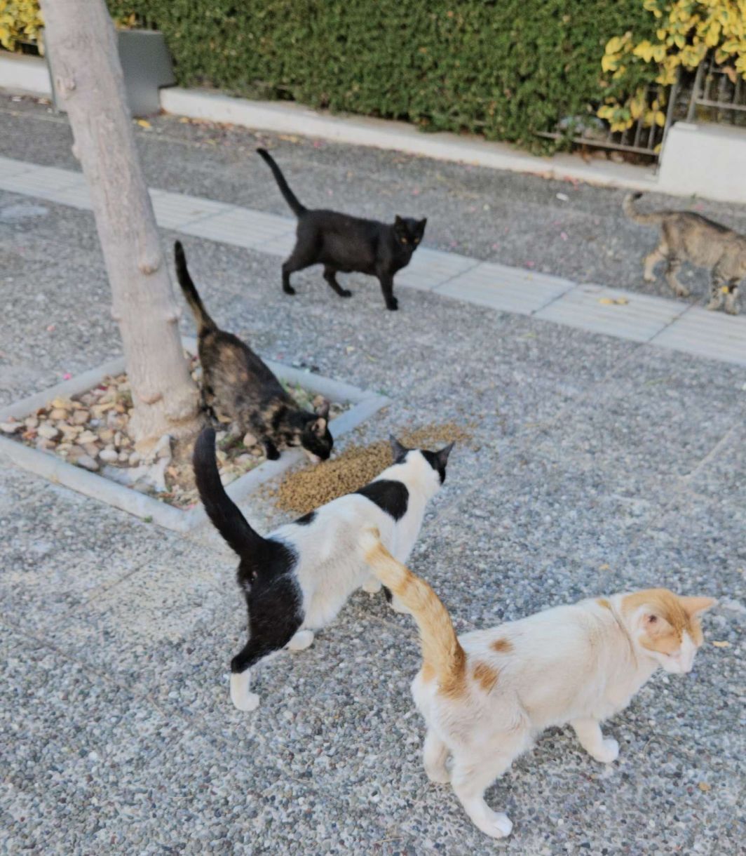 Γλυφάδα! Μην χάσουμε και το meeting point! Μεγάλη ομάδα από γάτες έρχεται κάνοντας ΧΟΡΩΔΙΑ πριν το γεύμα τους