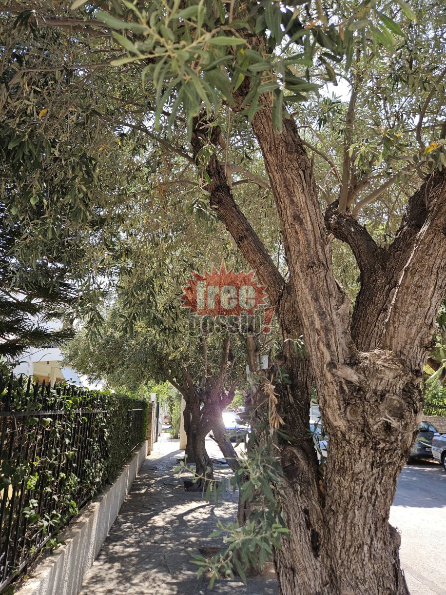 Προιόντα τιμές (βίντεο)! Ελιές παντού στη Γλυφάδα! Ήττα οι μεσάζοντες. Από 20 plus ευρώ σήμερα, κάτω από…3