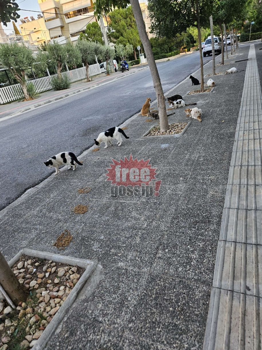 Γλυφάδα Αδέσποτα (βίντεο)! Ησυχία παρακαλώ. Τρώμε!
