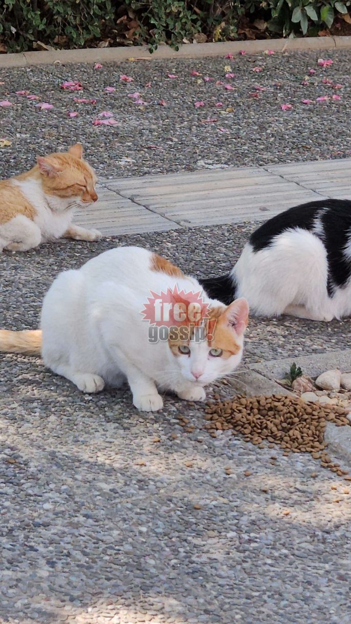 Γλυφάδα αδέσποτα (βίντεο)! Με κραυγές χαράς και ανακούφισης όλες οι γάτες τρέχουν και…