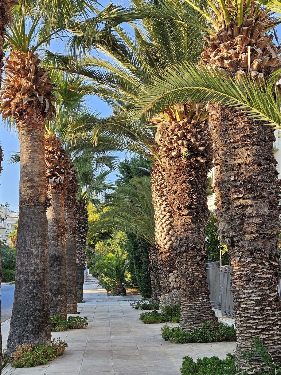 Γλυφάδα (βίντεο)! Βρήκαμε πεζοδρόμιο με 2 σειρές φοίνικες και 15 πλακάκια στο πλάτος