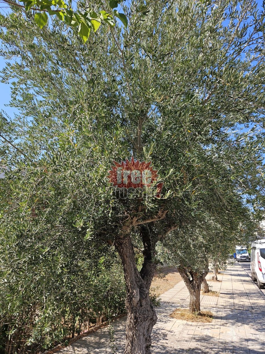 Λάδι τιμή και καρτέλ! “Τρέφονται” όταν εσύ δεν έχεις να φας! Τι κρύβεται πίσω από την αισχροκέρδεια!