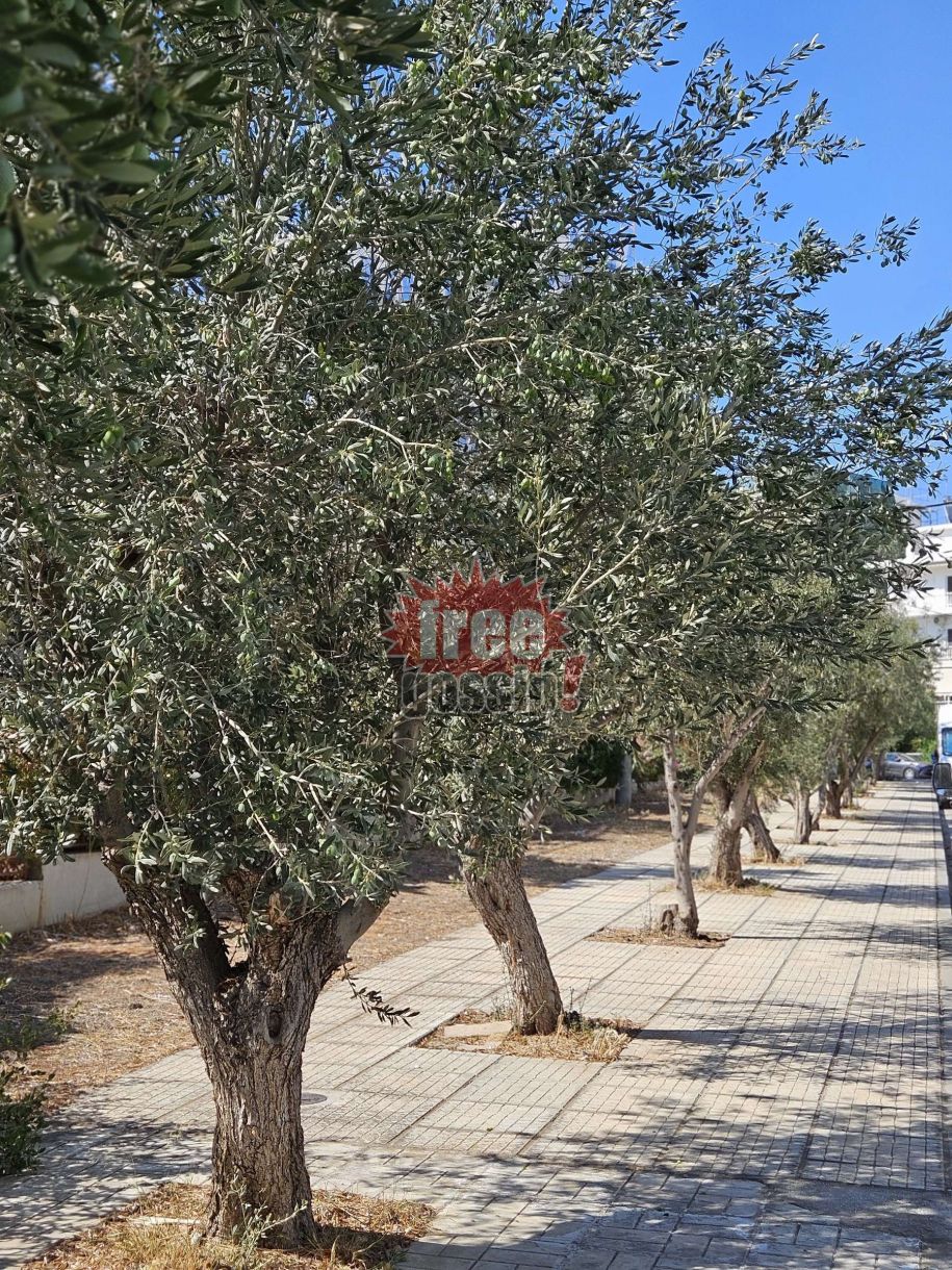 Λάδι τιμή Βίντεο Όλη η Ελλάδα είναι γεμάτη ελιές αλλά εμείς έχουμε έλλειψη