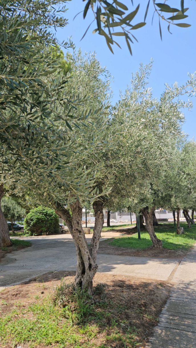 Προιόντα τιμές! Μια Ελλάδα γεμάτη ελιές την..στέρεψαν από λάδι!